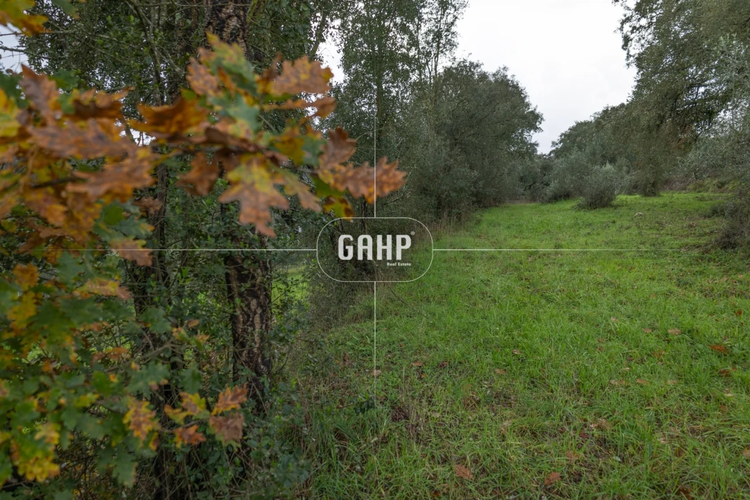 Terreno Agricola ou Rústico para Venda em Oliveira do Mondego e Travanca do Mondego Foto 12