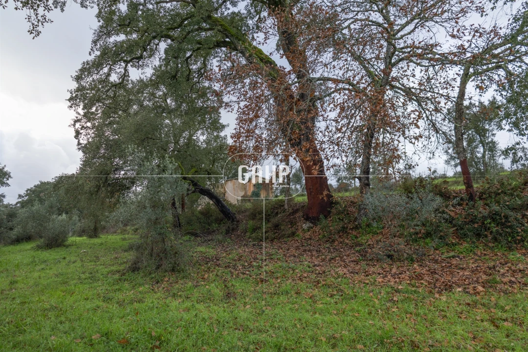 Terreno Agricola ou Rústico para Venda em Oliveira do Mondego e Travanca do Mondego Foto 11