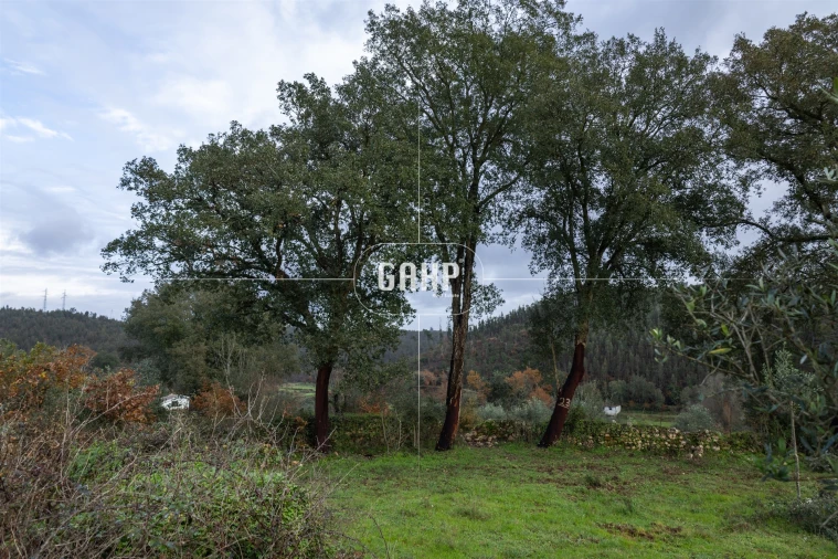 Terreno Agricola ou Rústico para Venda em Oliveira do Mondego e Travanca do Mondego Foto 4