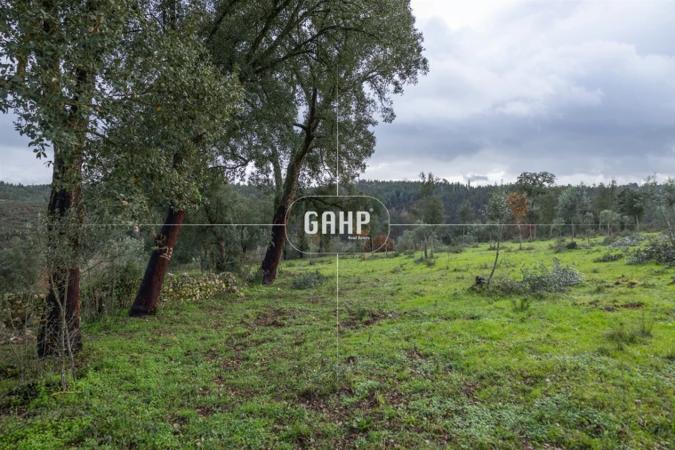 Terreno Agricola ou Rústico para Venda em Oliveira do Mondego e Travanca do Mondego Foto 3