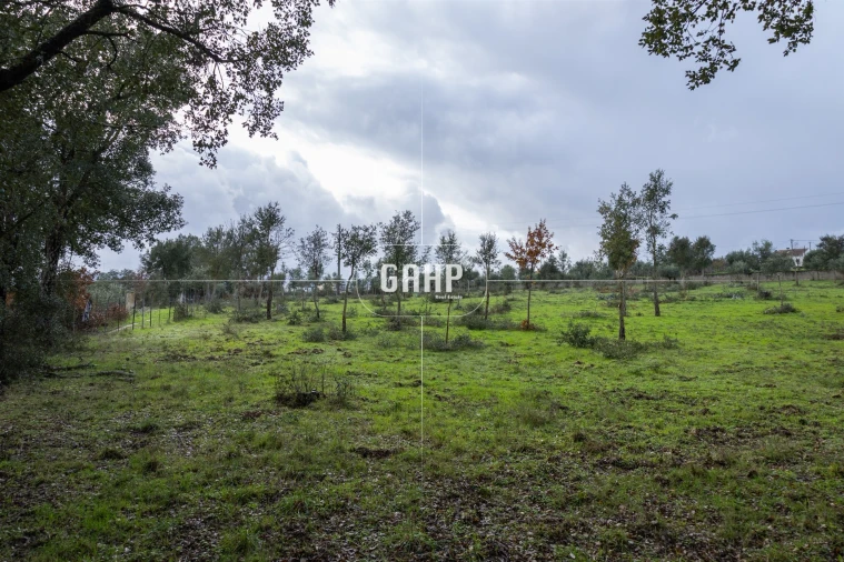Terreno Agricola ou Rústico para Venda em Oliveira do Mondego e Travanca do Mondego Foto 2