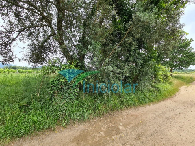 Terreno Agricola ou Rústico para Venda em Subportela, Deocriste e Portela Susã Foto 4