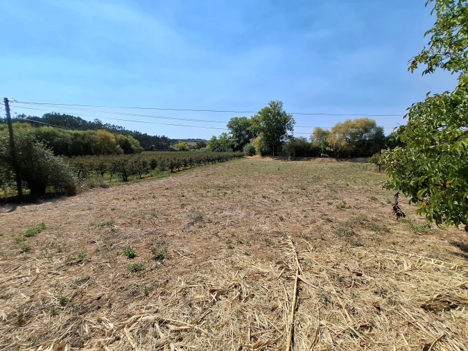 Terreno para Venda em Vermelha Foto 14