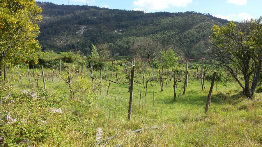 Quinta T5 para Venda em Nogueira, Fraião e Lamaçães Foto 27