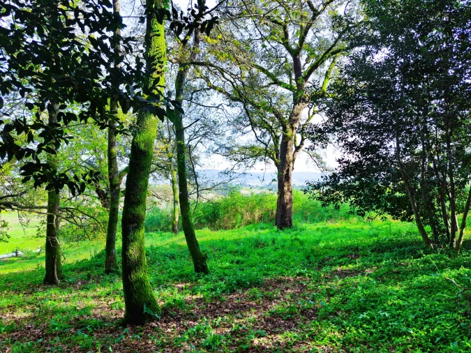 Quinta T0 para Venda em Turiz Foto 11