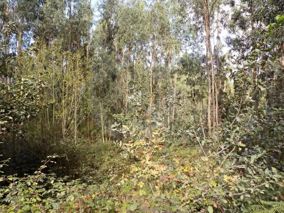 Terreno para Venda em Touguinha e Touguinhó Foto 13