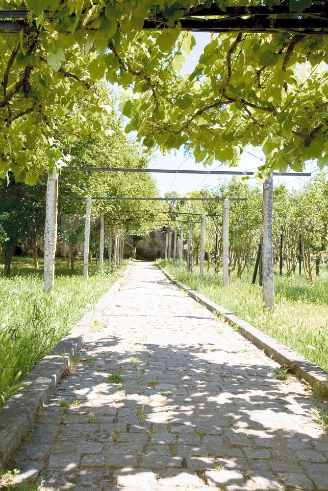 Quinta T7 para Venda em Seixas Foto 32