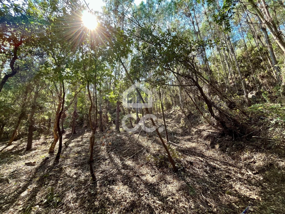 Terreno para Venda em Caldas da Rainha - Santo Onofre e Serra do Bouro Foto 19