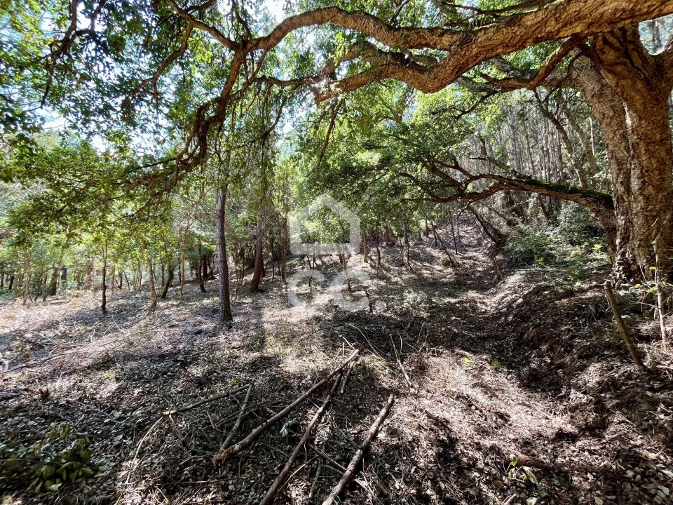 Terreno para Venda em Caldas da Rainha - Santo Onofre e Serra do Bouro Foto 17