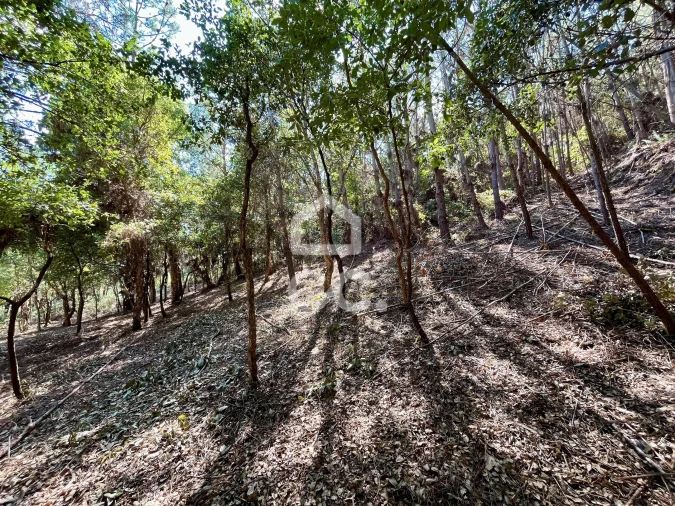 Terreno para Venda em Caldas da Rainha - Santo Onofre e Serra do Bouro Foto 20