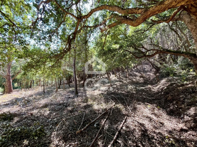 Terreno para Venda em Caldas da Rainha - Santo Onofre e Serra do Bouro Foto 18