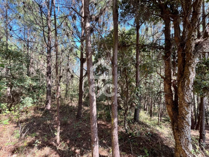 Terreno para Venda em Caldas da Rainha - Santo Onofre e Serra do Bouro Foto 5