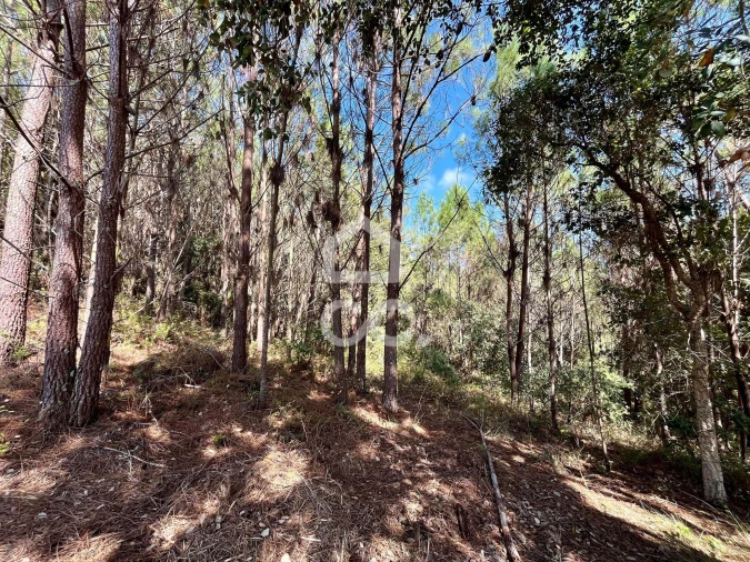 Terreno para Venda em Caldas da Rainha - Santo Onofre e Serra do Bouro Foto 2