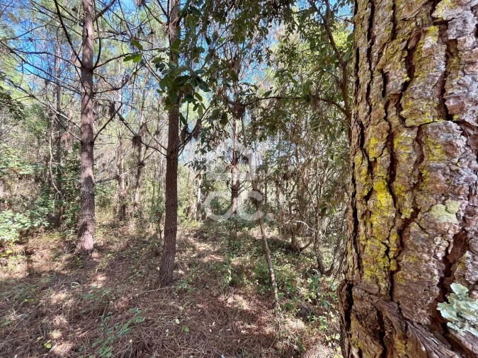 Terreno para Venda em Caldas da Rainha - Santo Onofre e Serra do Bouro Foto 8