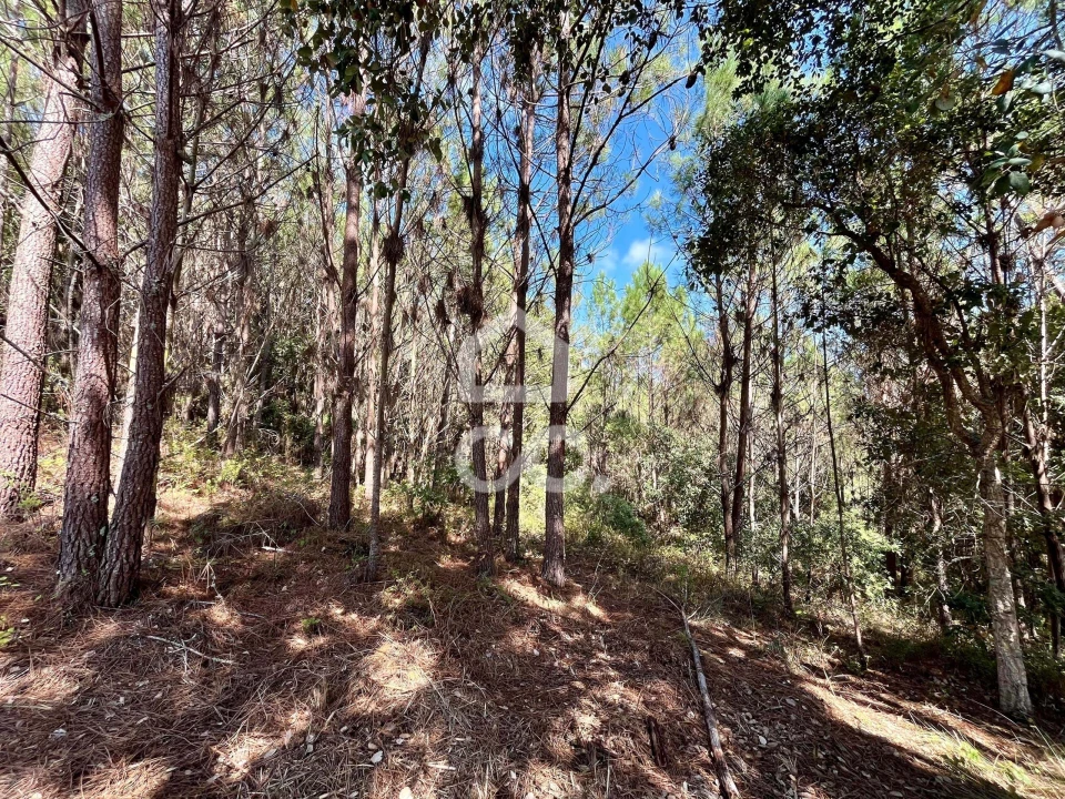 Terreno para Venda em Caldas da Rainha - Santo Onofre e Serra do Bouro Foto 2