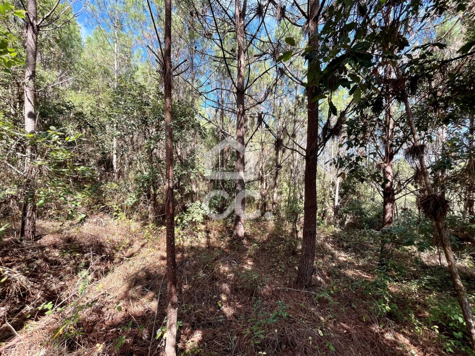 Terreno para Venda em Caldas da Rainha - Santo Onofre e Serra do Bouro Foto 9