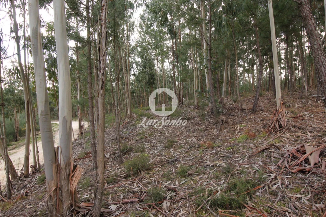 Terreno Agricola ou Rústico para Venda em Vale de Bouro Foto 8