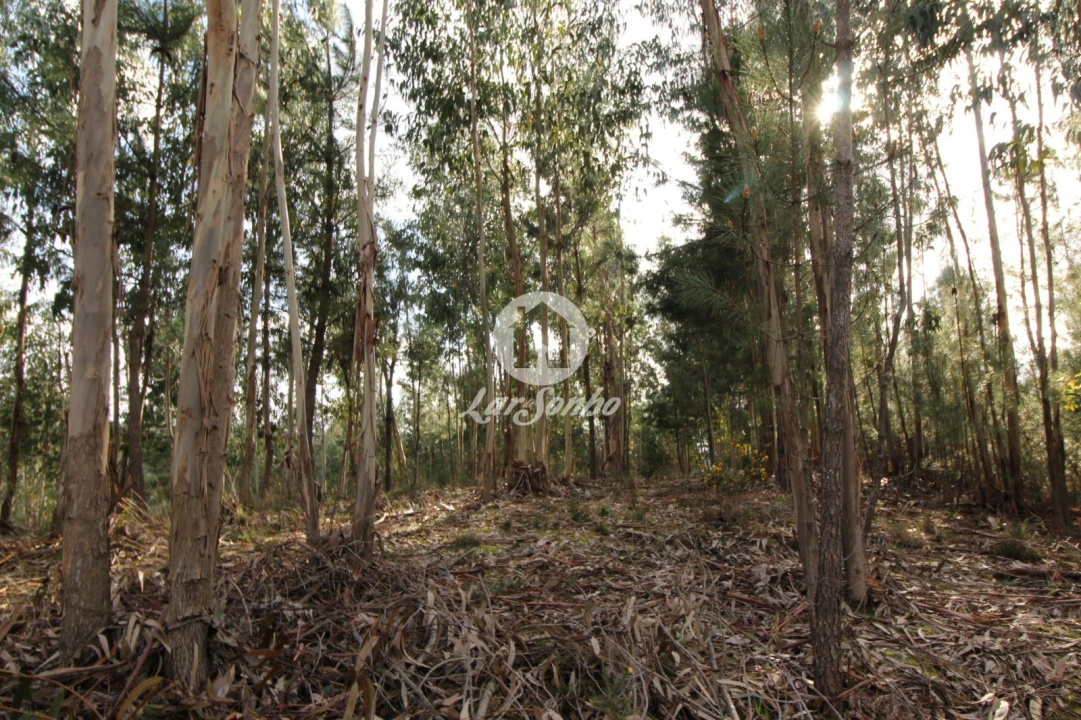 Terreno Agricola ou Rústico para Venda em Vale de Bouro Foto 14