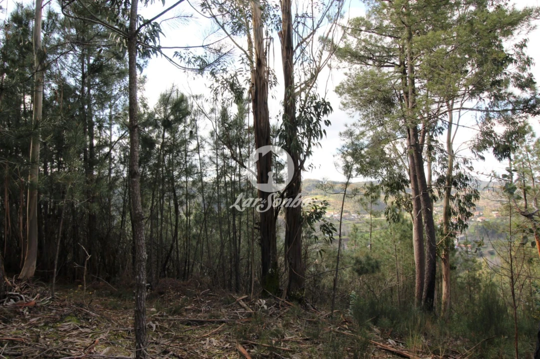 Terreno Agricola ou Rústico para Venda em Vale de Bouro Foto 15