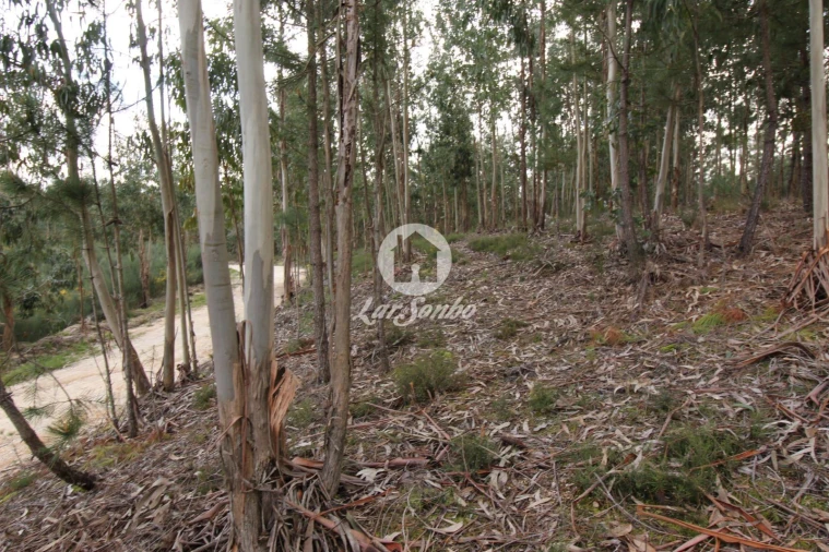 Terreno Agricola ou Rústico para Venda em Vale de Bouro Foto 7