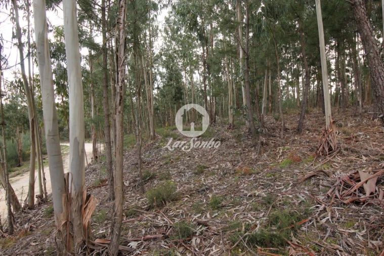 Terreno Agricola ou Rústico para Venda em Vale de Bouro Foto 8