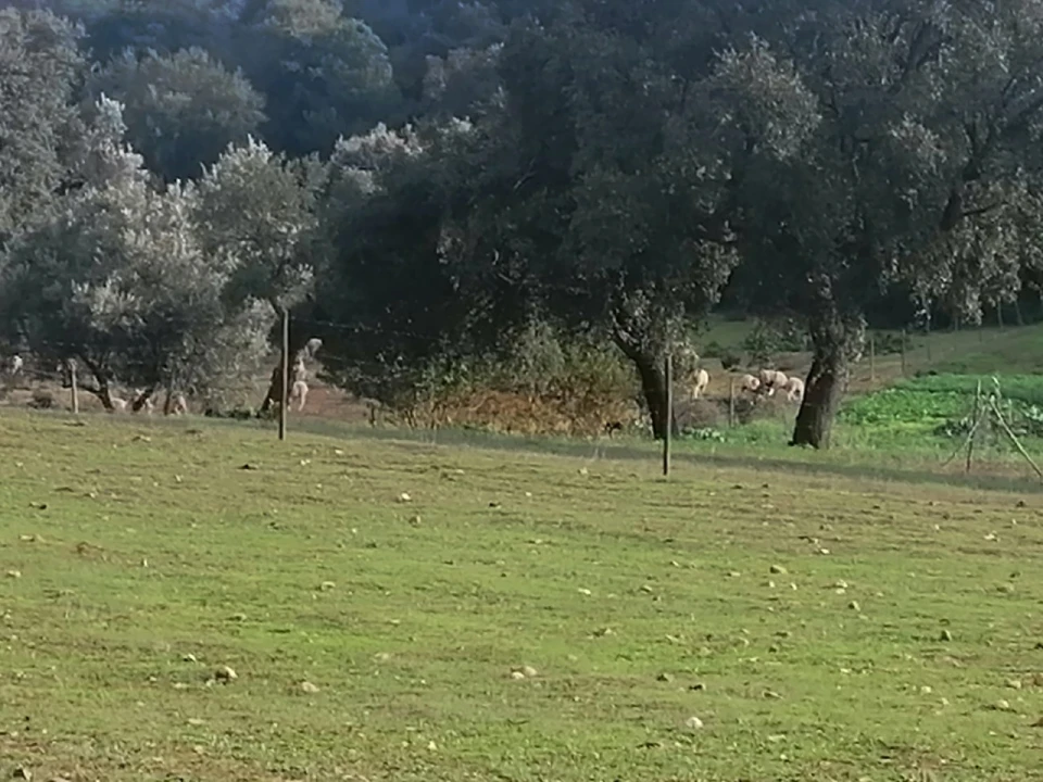 Quinta T3 para Venda em Alegrete Foto 33