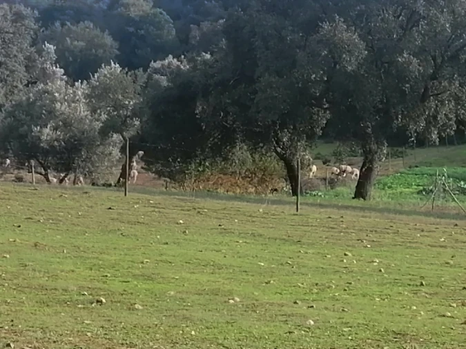 Quinta T3 para Venda em Alegrete Foto 33