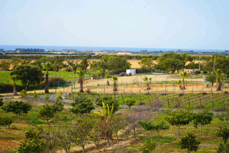 Quinta T7 para Venda em Porto Covo Foto 28