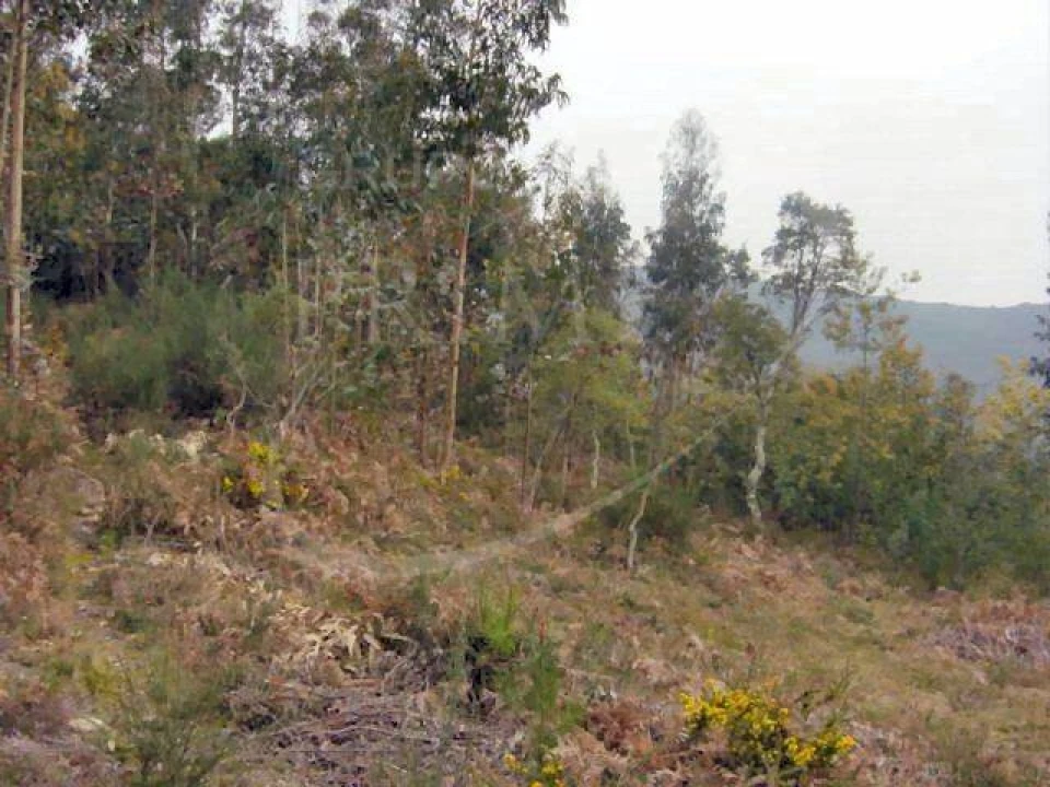 Terreno para Venda em Sopo Foto 3