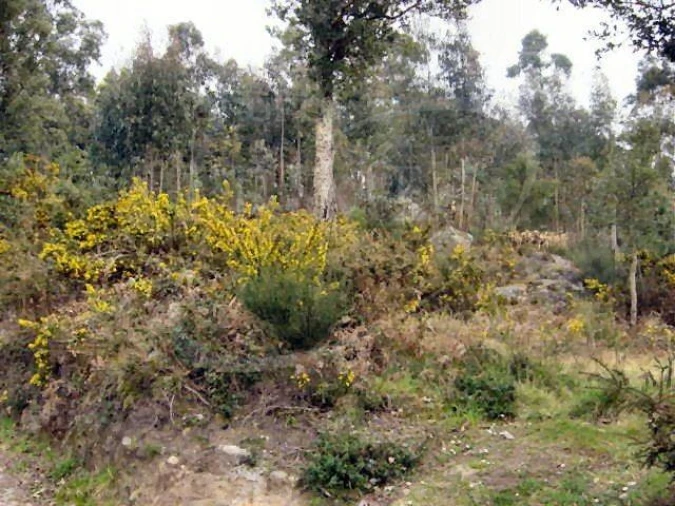 Terreno para Venda em Sopo Foto 4