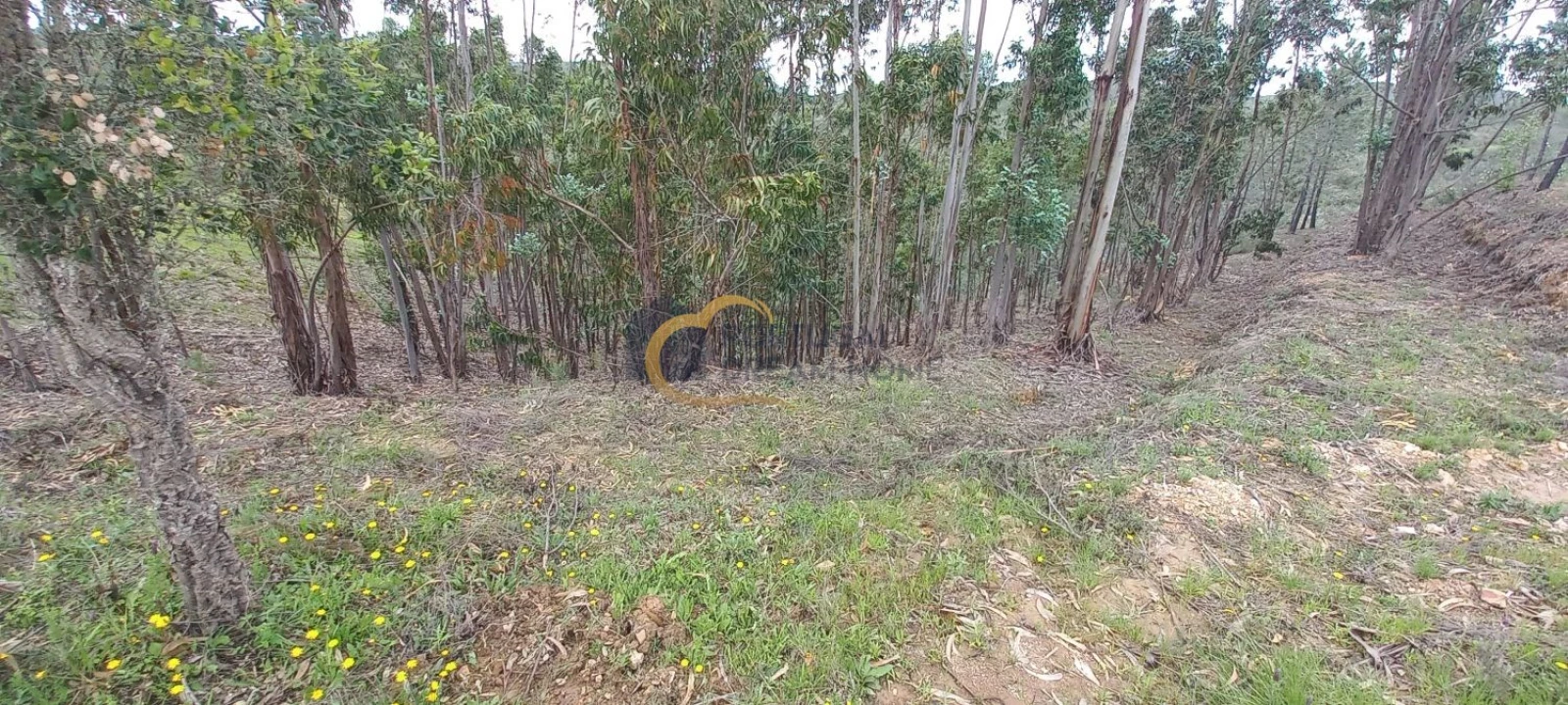Terreno Agricola ou Rústico para Venda em São Silvestre Foto 4