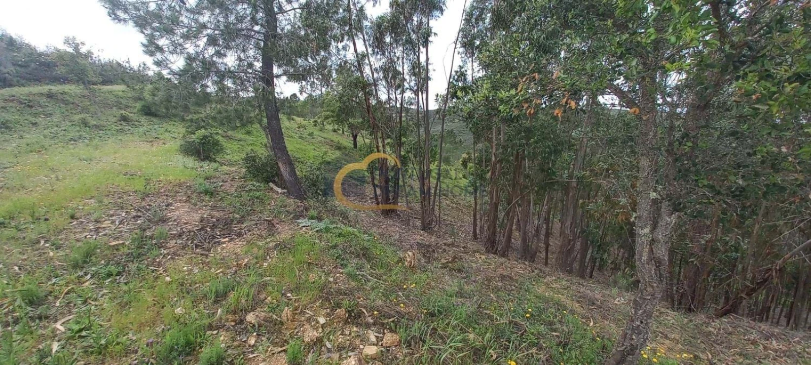 Terreno Agricola ou Rústico para Venda em São Silvestre Foto 18