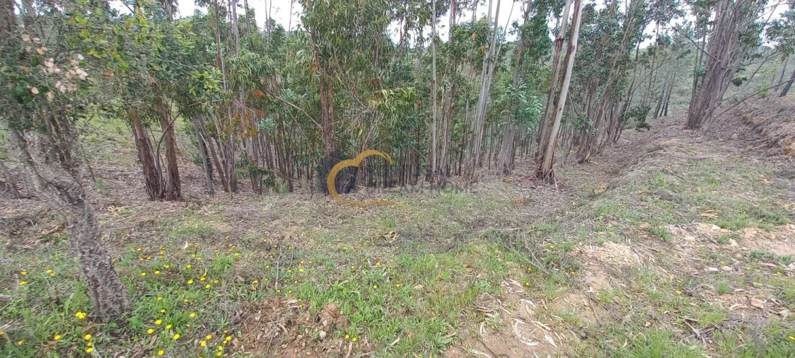Terreno Agricola ou Rústico para Venda em São Silvestre Foto 4