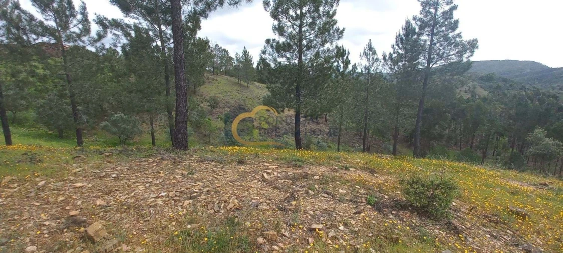Terreno Agricola ou Rústico para Venda em São Silvestre Foto 2