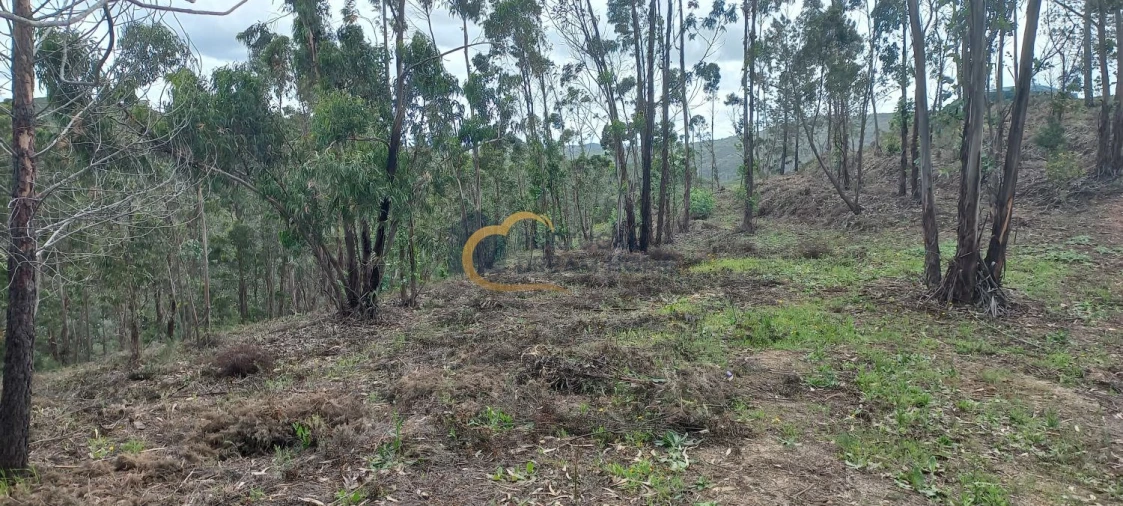Terreno Agricola ou Rústico para Venda em São Silvestre Foto 6