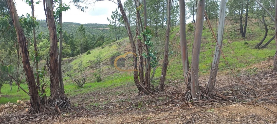 Terreno Agricola ou Rústico para Venda em São Silvestre Foto 11