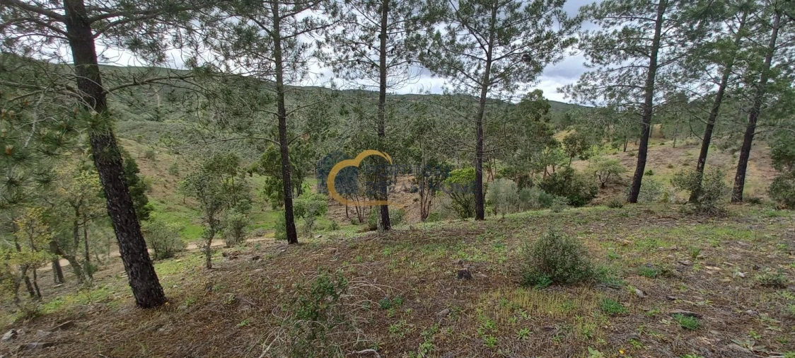 Terreno Agricola ou Rústico para Venda em São Silvestre Foto 5