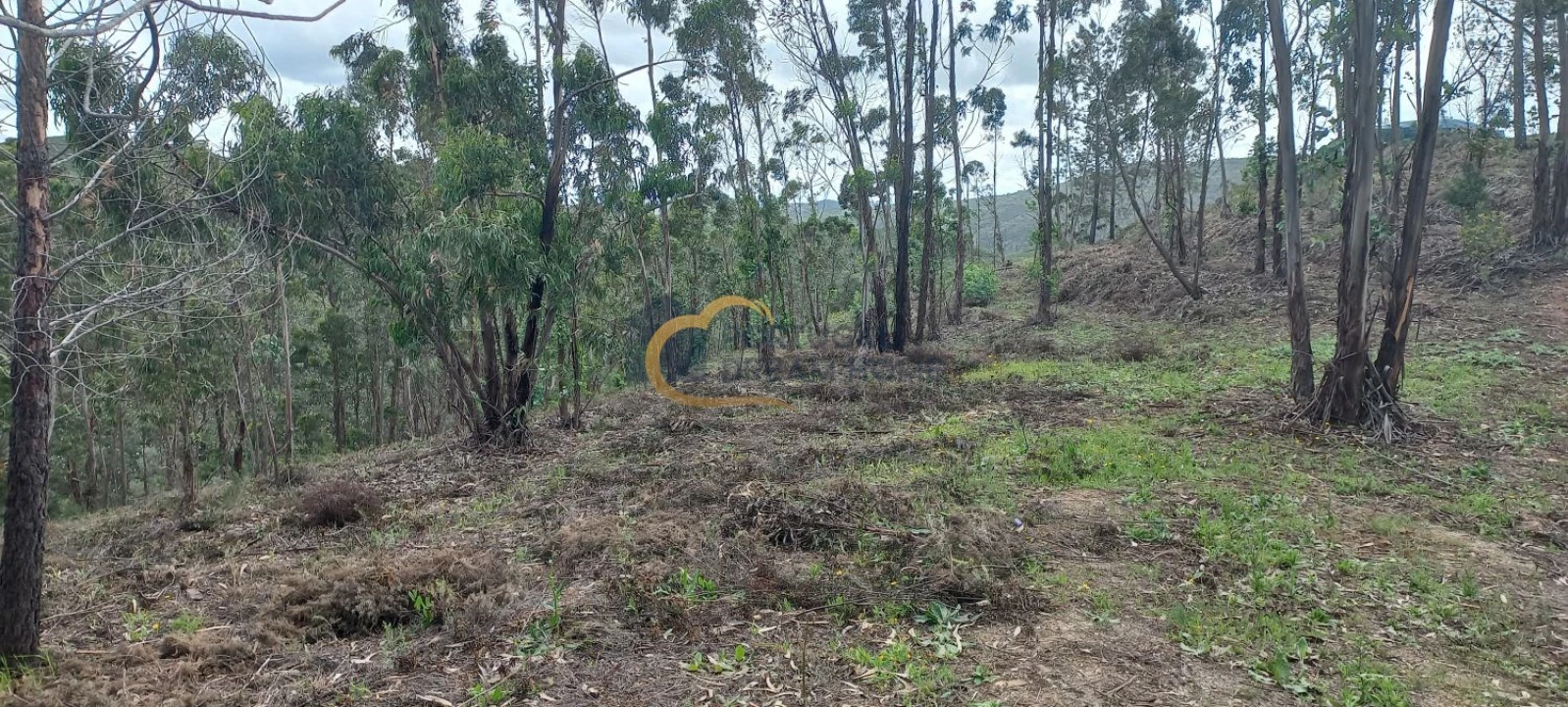Terreno Agricola ou Rústico para Venda em São Silvestre Foto 6
