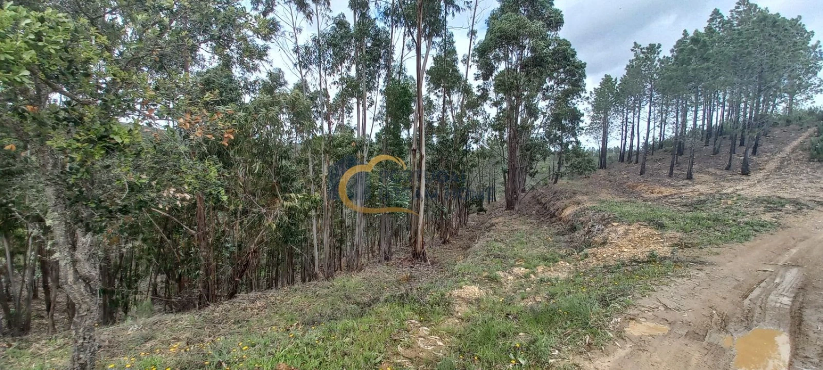 Terreno Agricola ou Rústico para Venda em São Silvestre Foto 10