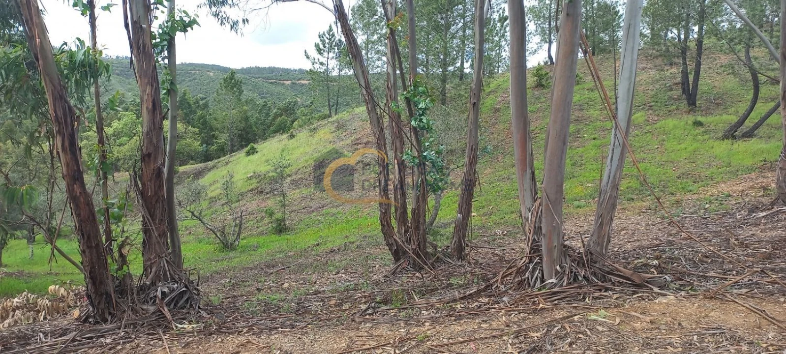 Terreno Agricola ou Rústico para Venda em São Silvestre Foto 11