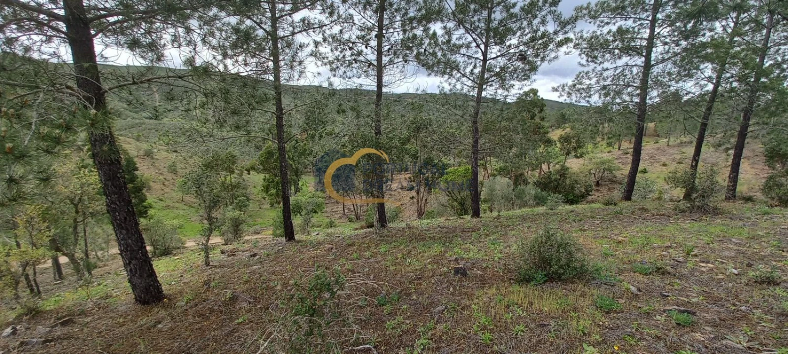 Terreno Agricola ou Rústico para Venda em São Silvestre Foto 5