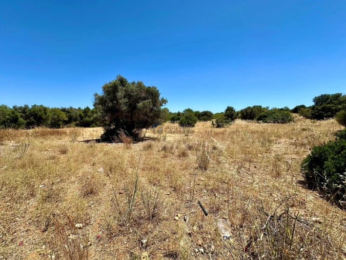 Terreno Agricola ou Rústico para Venda em Guia Foto 1