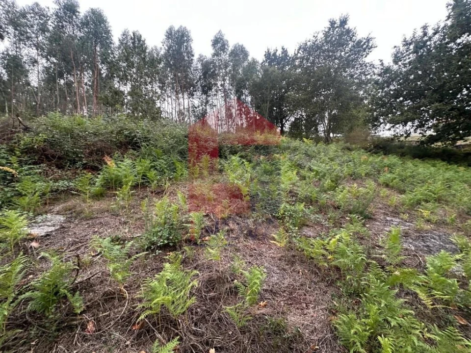 Terreno para Venda em Verim, Friande e Ajude Foto 15
