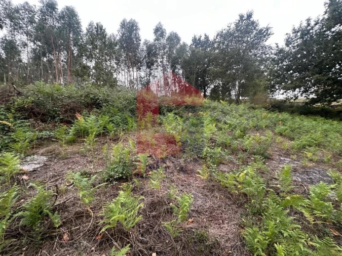 Terreno para Venda em Verim, Friande e Ajude Foto 15