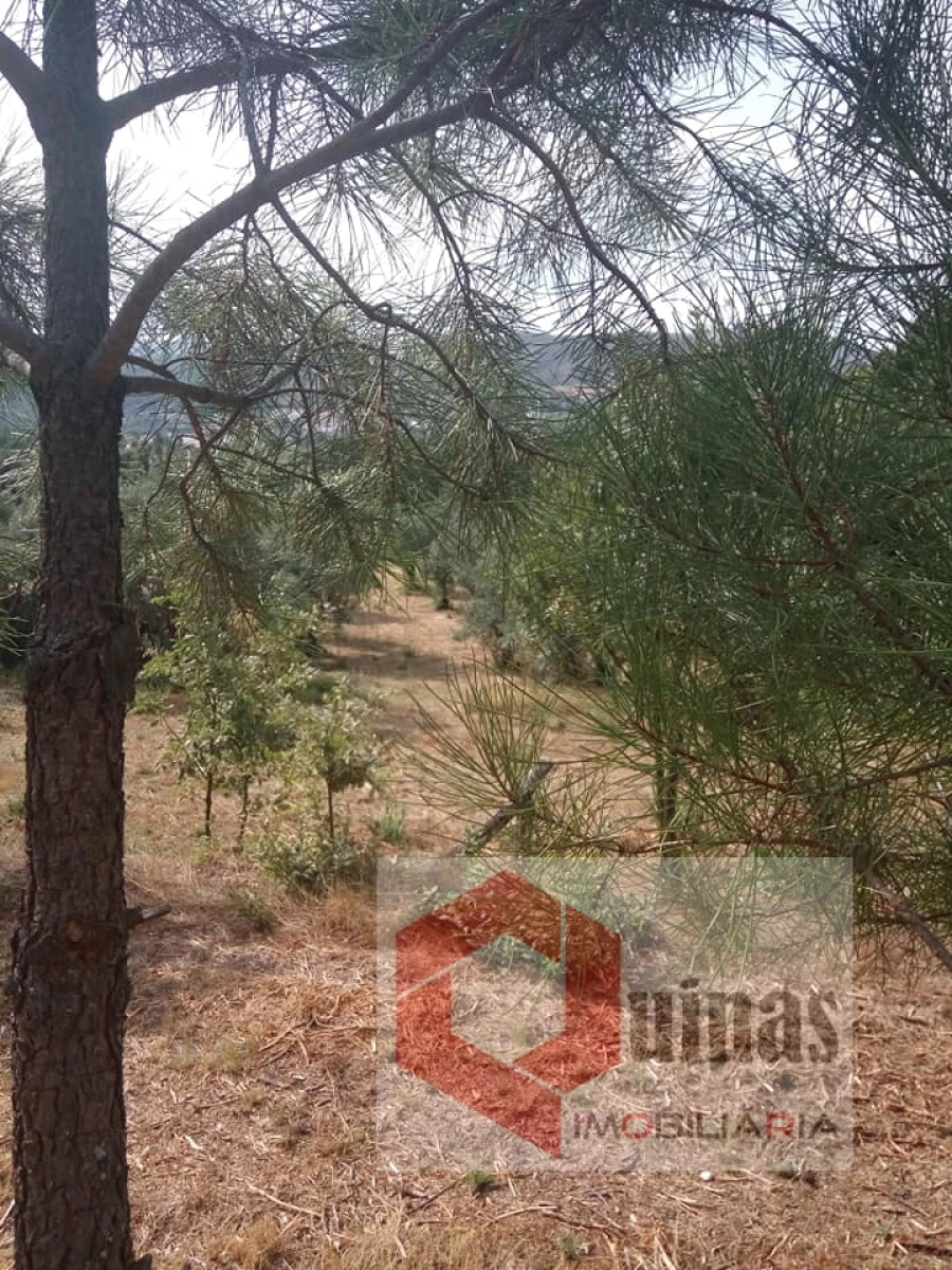 Quinta T0 para Venda em Vela Foto 5