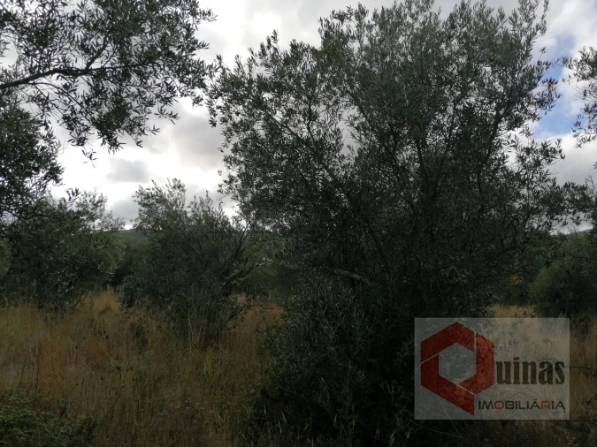 Quinta T0 para Venda em Vela Foto 17