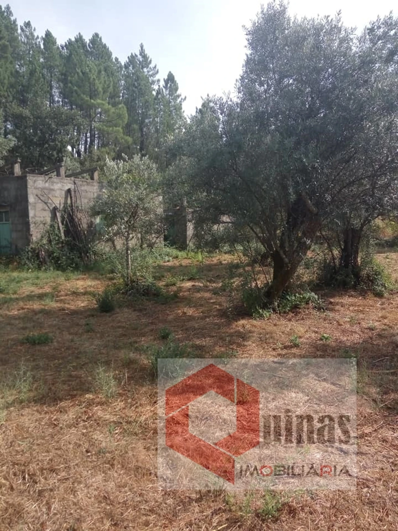 Quinta T0 para Venda em Vela Foto 3