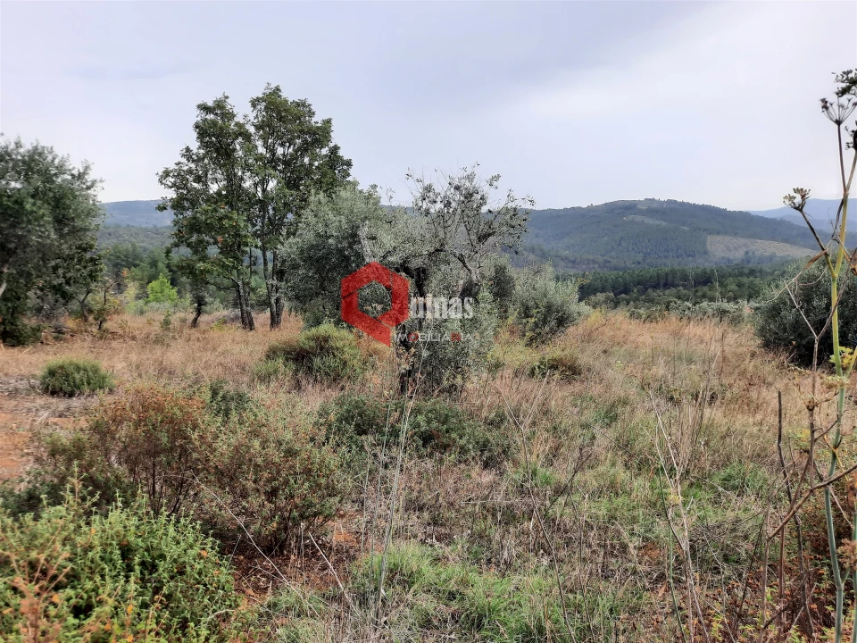 Terreno Agricola ou Rústico para Venda em Santo Estêvão e Moita Foto 11