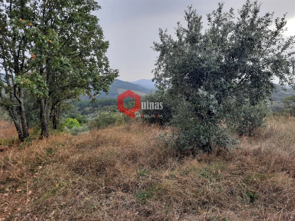 Terreno Agricola ou Rústico para Venda em Santo Estêvão e Moita Foto 10
