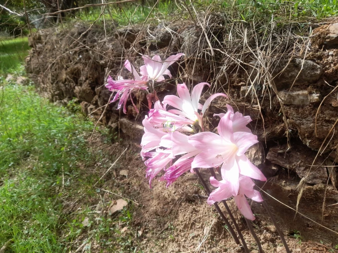 Moradia T4 para Venda em Ninho do Açor e Sobral do Campo Foto 21